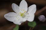 Rue anemone <BR>Windflower